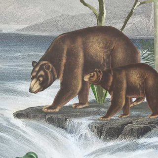 Anandvan, Jungle Theme Wallpaper, Customised