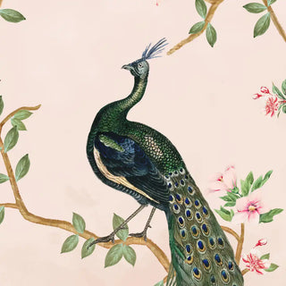 Wallpaper of a peacock on a floral branch with a pink background