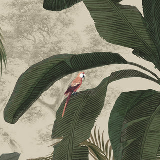 Parrot Wallpaper for Bedroom