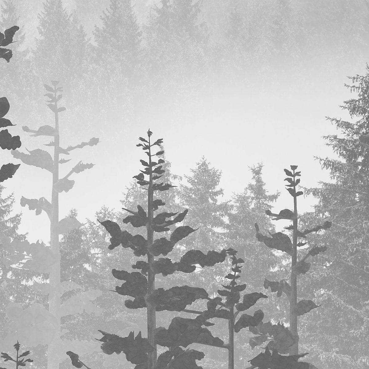 Manali, Misty Mountain Forest Wallpaper
