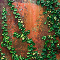 Vintage Wall with Green Creeper, 3D Wallpaper for Rooms